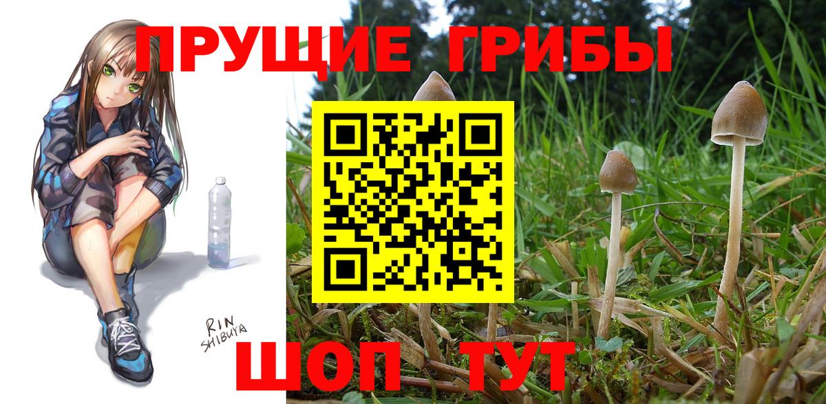 Псилоцибиновые грибы Psilocybine cubensis  Вход с VPN  Медногорск  Галлюциногенные грибы Cubensis 